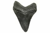 Serrated, Megalodon Tooth - South Carolina #375977-1